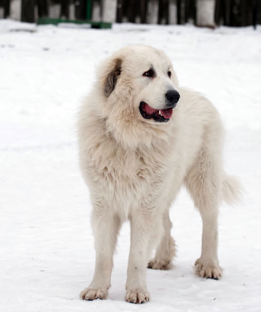 Adult Great Pyrenees dog breed standing in the snow