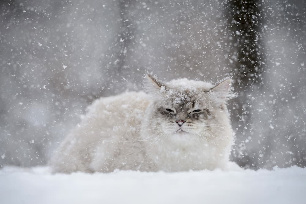 Cold cat in snow