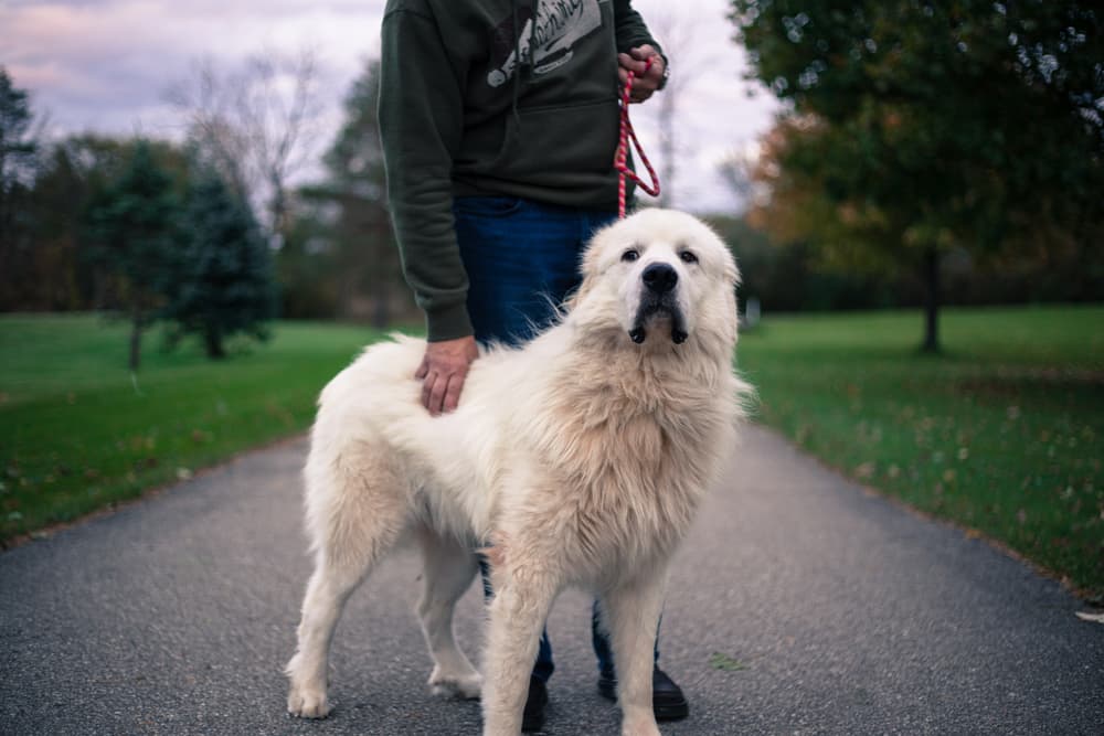 Healthy Great Pyrenees breed standing next to owner