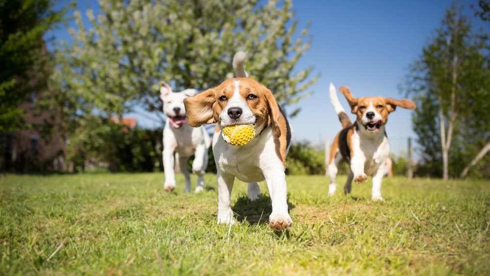 Dogs running at dog park