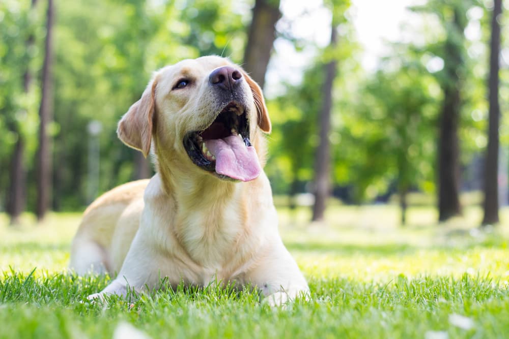 Interceptor Plus for Dogs Interceptor Plus for Dogs