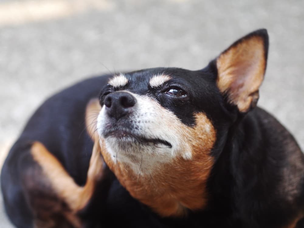 Small dog scratching ears