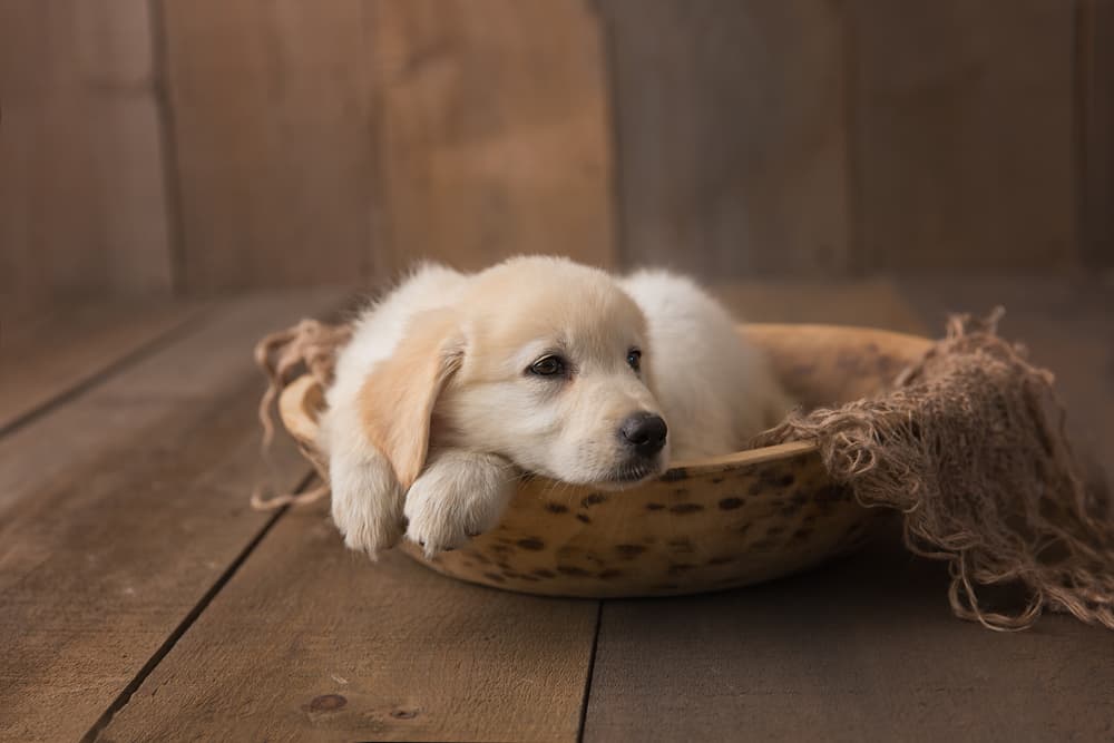 Great Pyrenees puppy laying in a basket