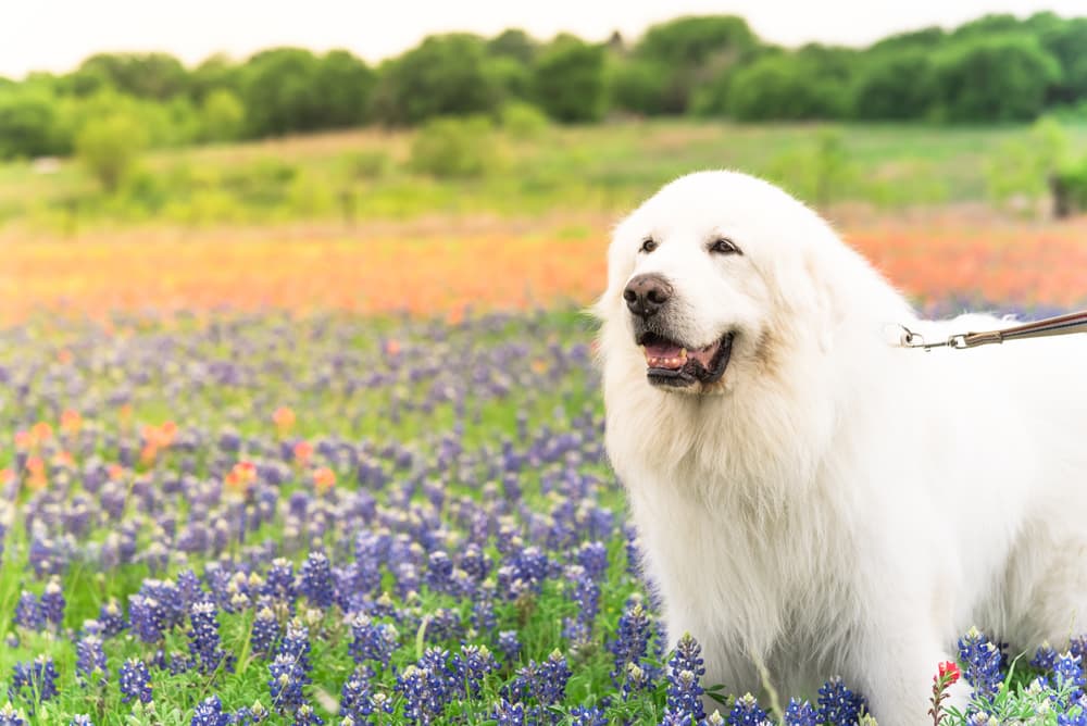 Groomed Great Pyrenees dog breed standing in a field of flowers