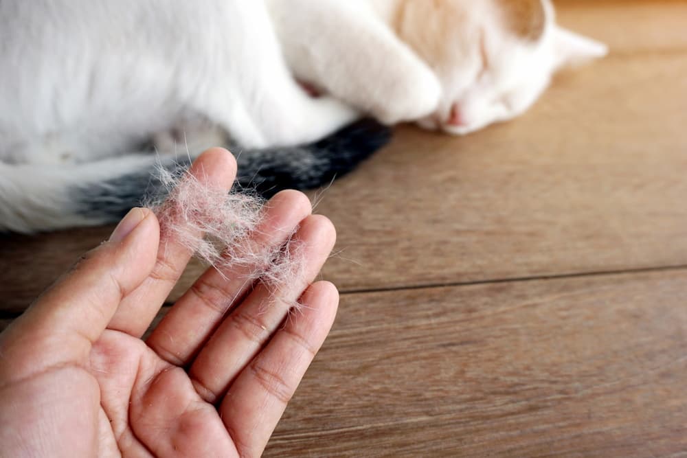 Why Is My Cat Shedding So Much?