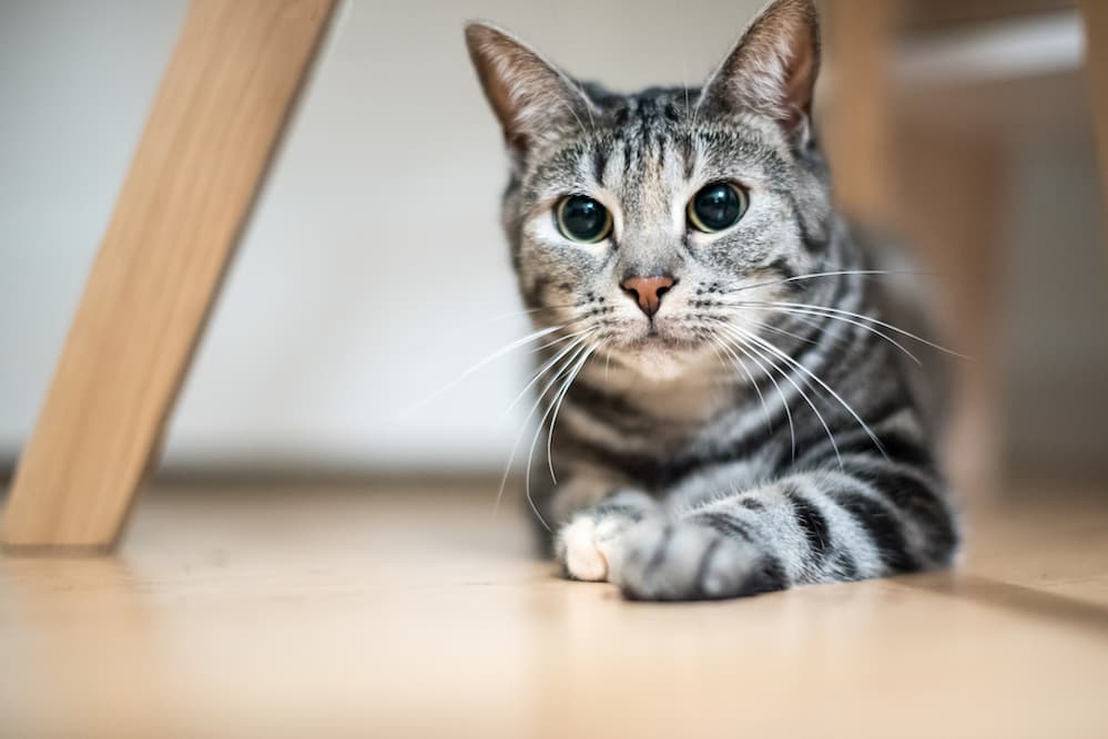 Why Are My Cat’s Eyes Dilated?