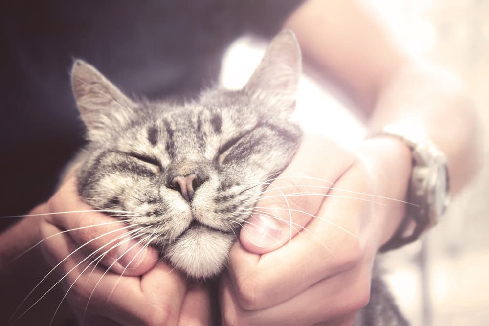 happy cat