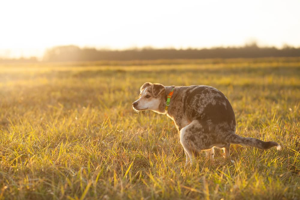 Rectal Prolapse in Dogs