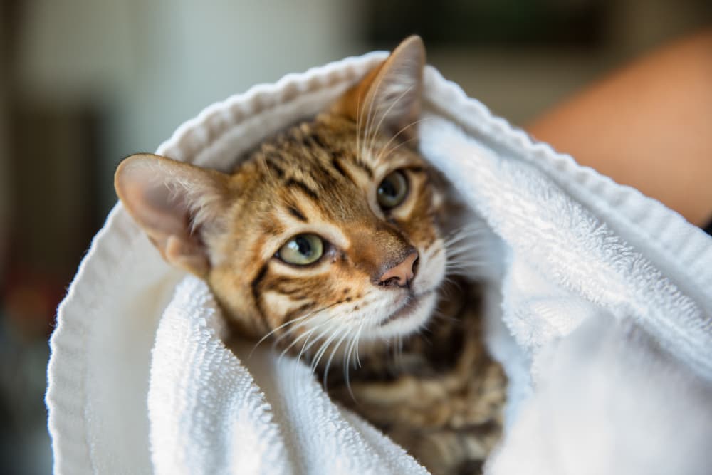 cat wrapped in towel