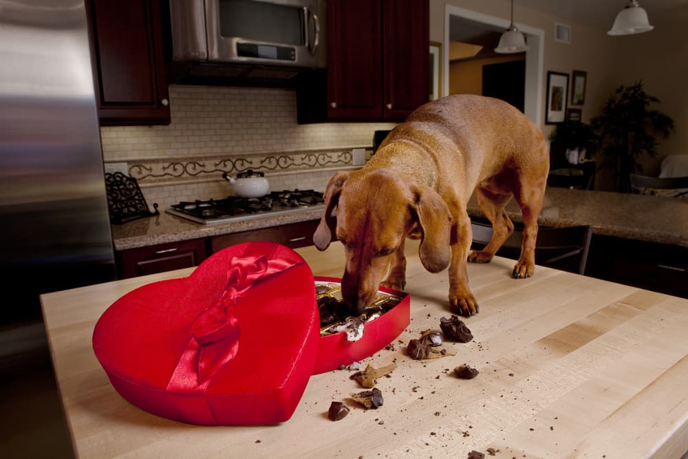 Dog eating chocolate on counter