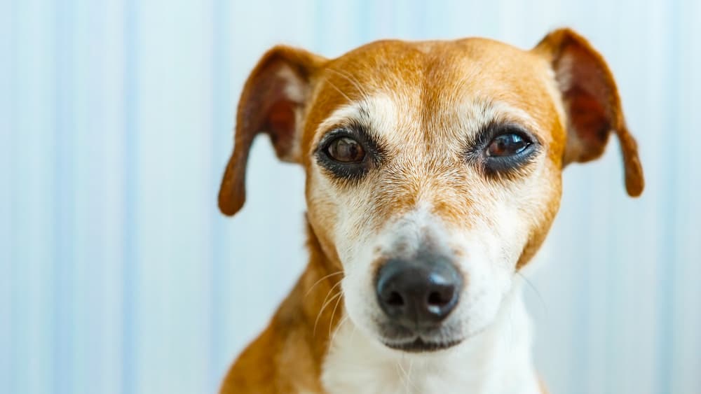 senior dog looking confused