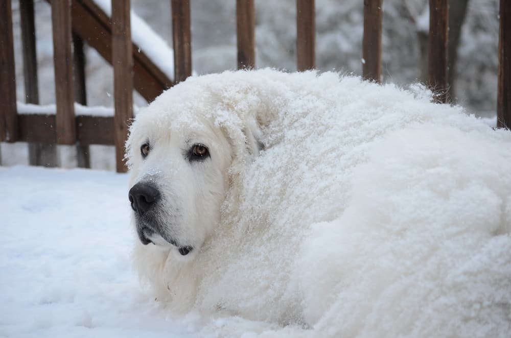 Great Pyrenees breed laying in the snow