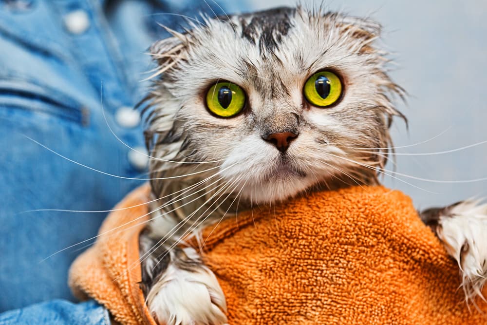 Why Do Cats Hate Water?