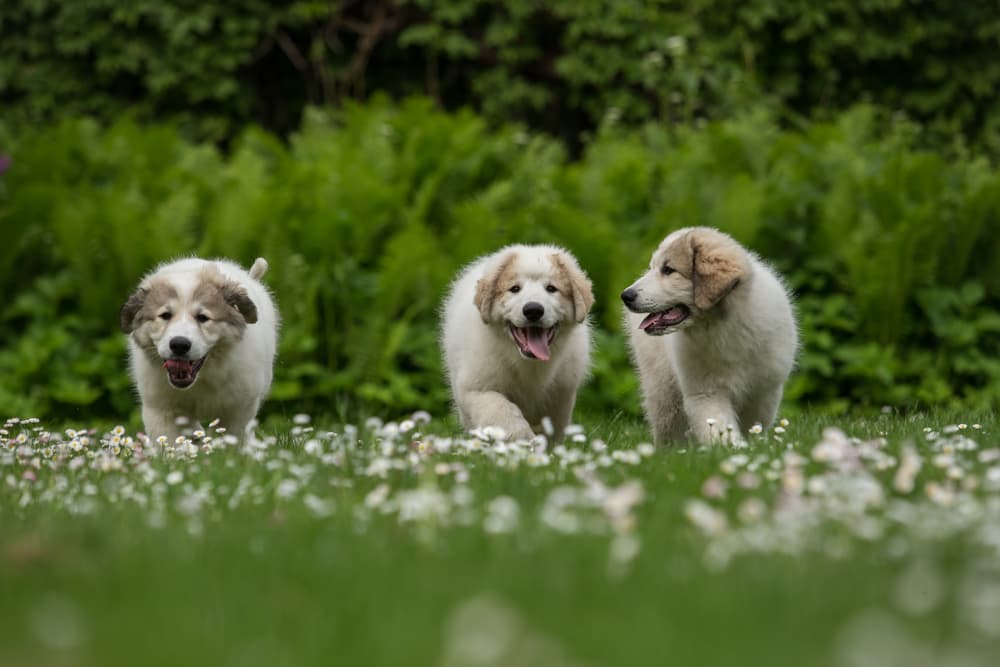 Great Pyrenees puppies playing in grass