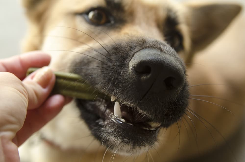 Dog eating dental chew