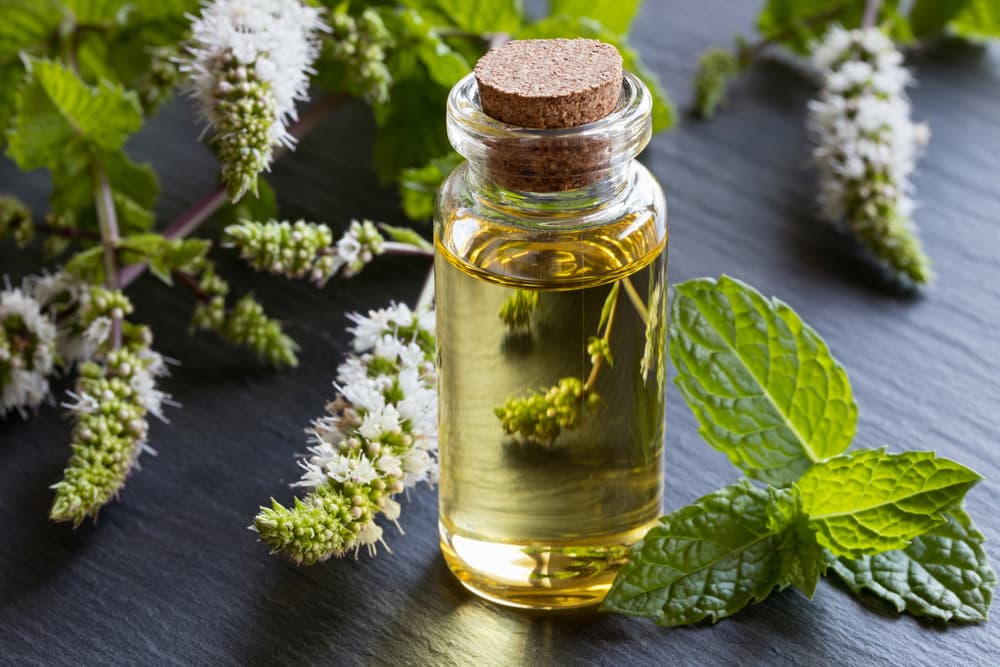 Is Peppermint Oil Safe for Dogs?