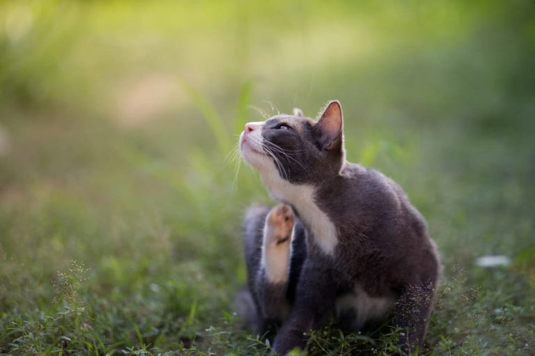 itching cat