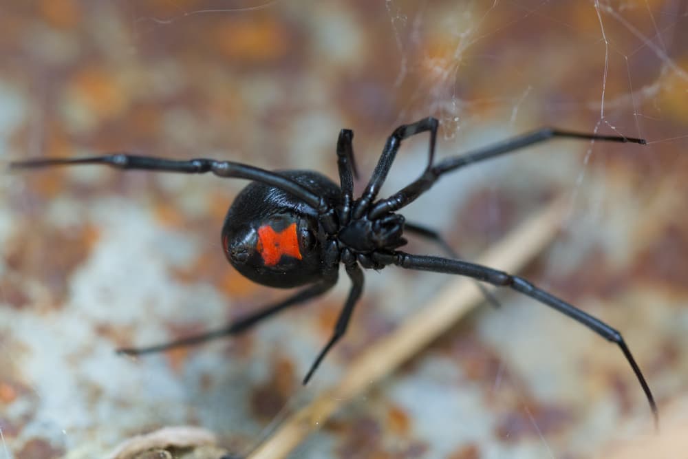 black widow spider