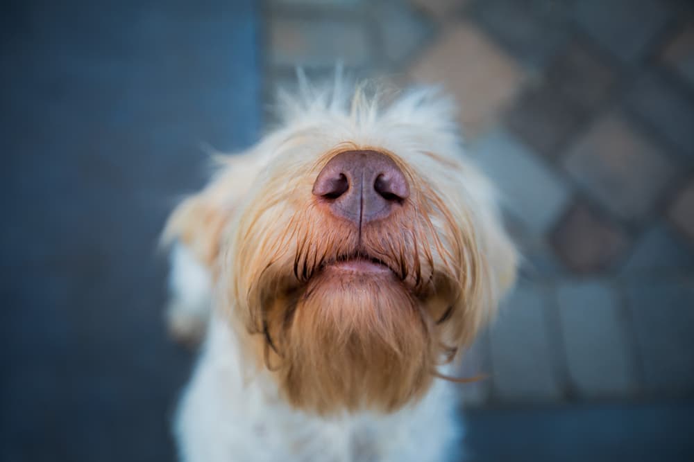 closeup of dogs nose