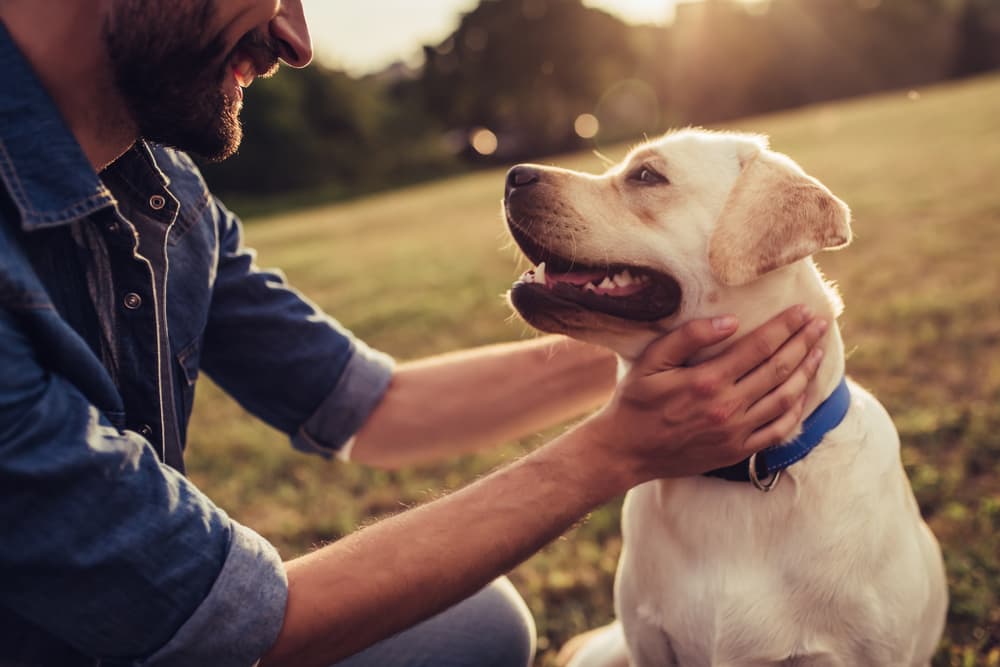 dog with owner