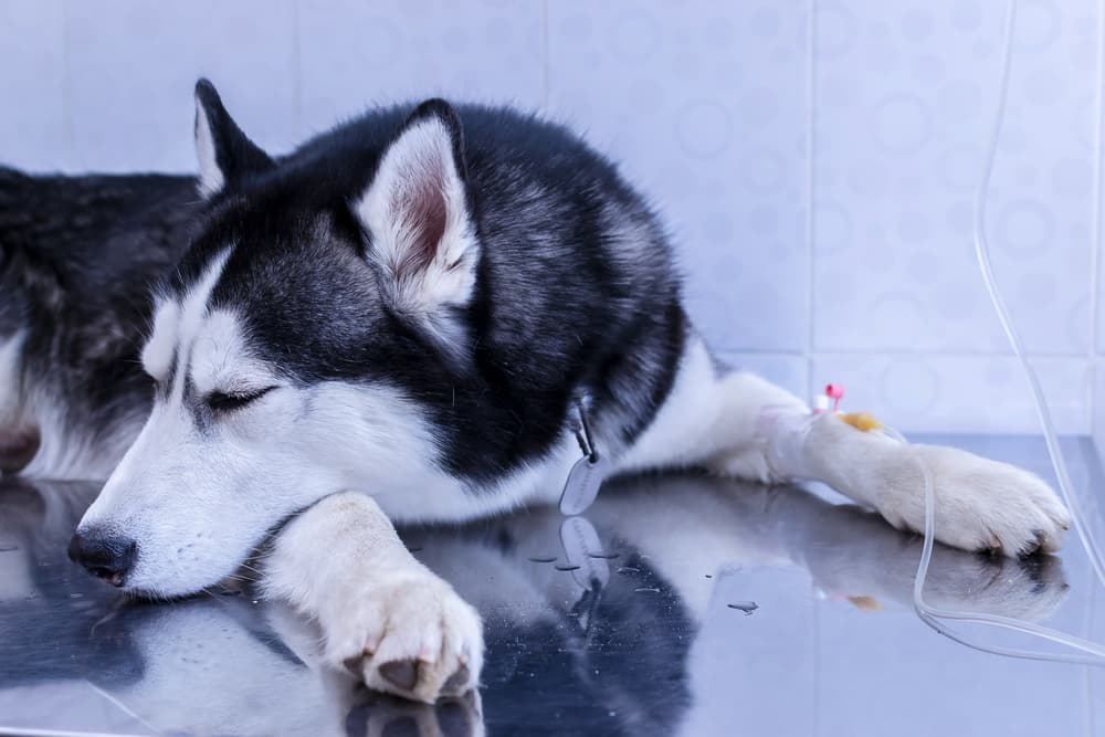 Siberian Husky receives medical treatment