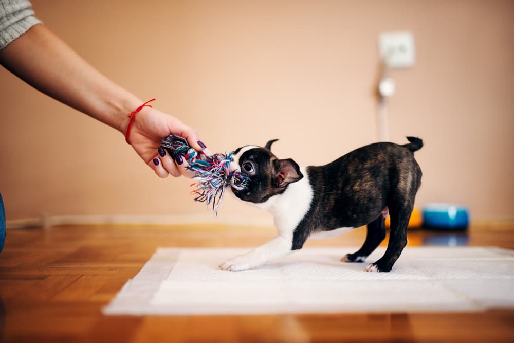 Boston Terrier puppy playing tug-of-war
