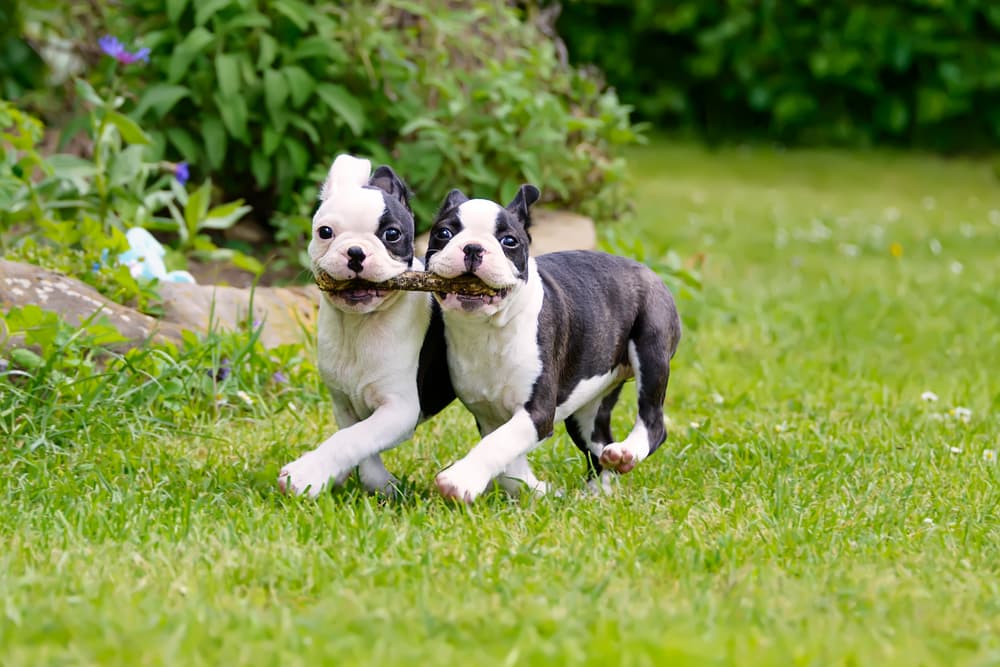 Two Boston Terrier puppies carrying a stick