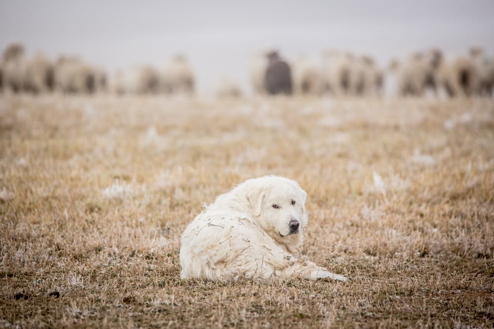 Great Pyrenees laying in a field