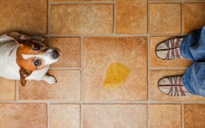8 Reasons Your Dog Is Peeing A Lot