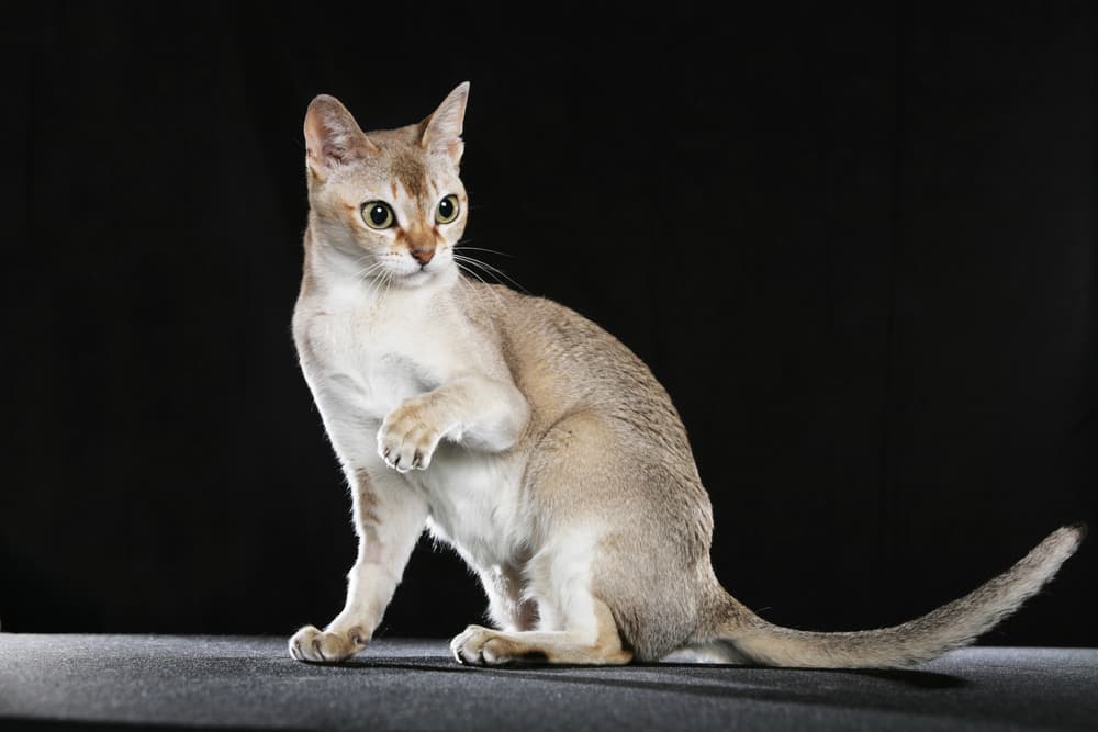 Singapura cat breed