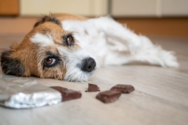 dog sick from chocolate