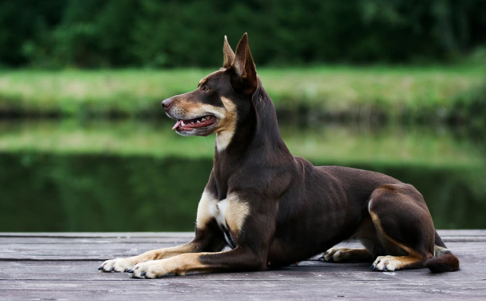 Australian Kelpie