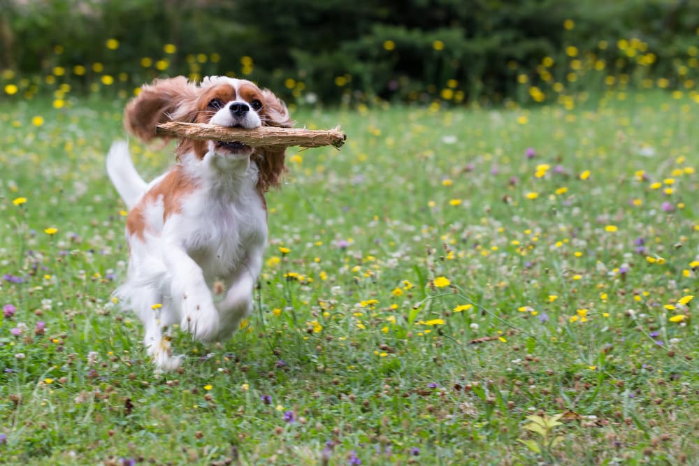 Cavalier King Charles Spaniel running with stick in his mouth
