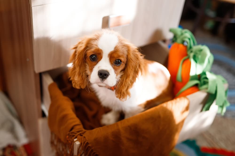 Cavalier King Charles Spaniel puppy in a basket