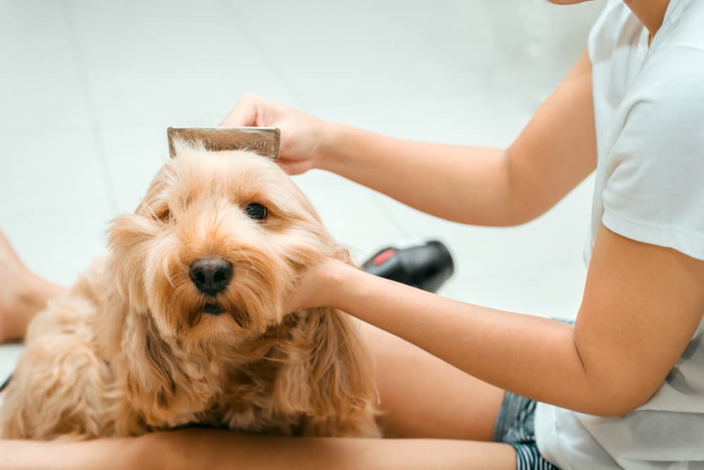 Cockapoo getting groomed by her owner