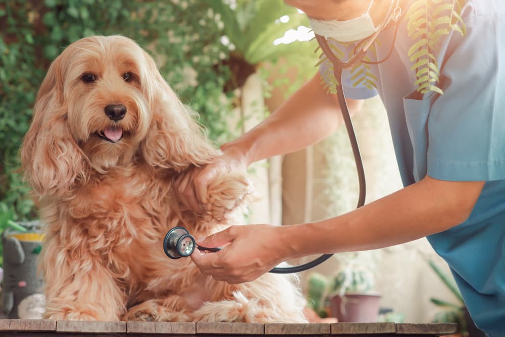 Cockapoo getting checked by her veterinarian