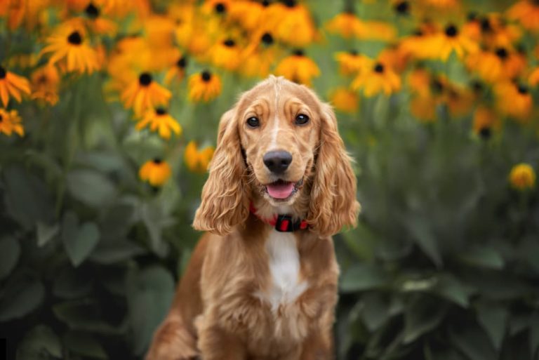 Cocker Spaniel sitting in a field of flowers