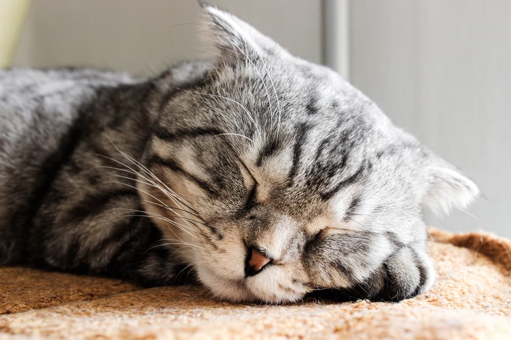 Gray Tabby cat sleeping