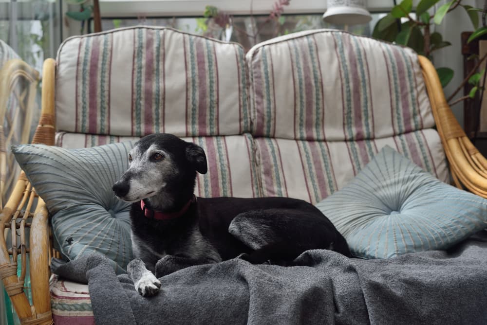 Adult Lurcher laying on a couch