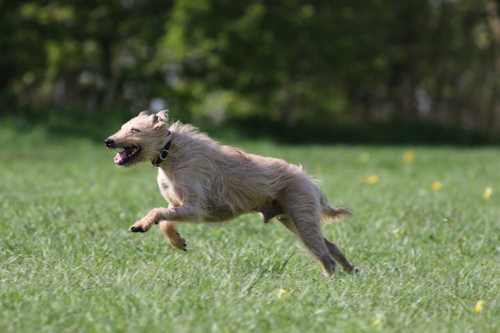Lurcher puppy running through a field of grass