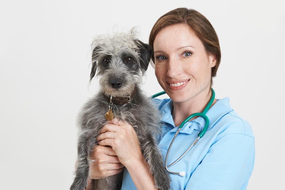 Puppy Lurcher at the veterinarian