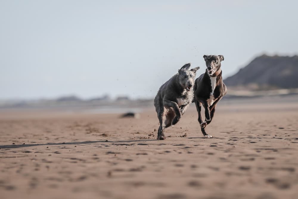 Two adult lurcher dogs running on the beach