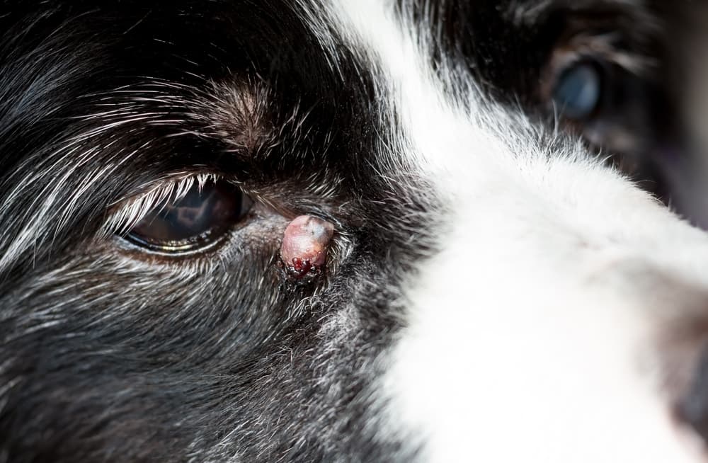 Sebaceous cyst on dog's eye