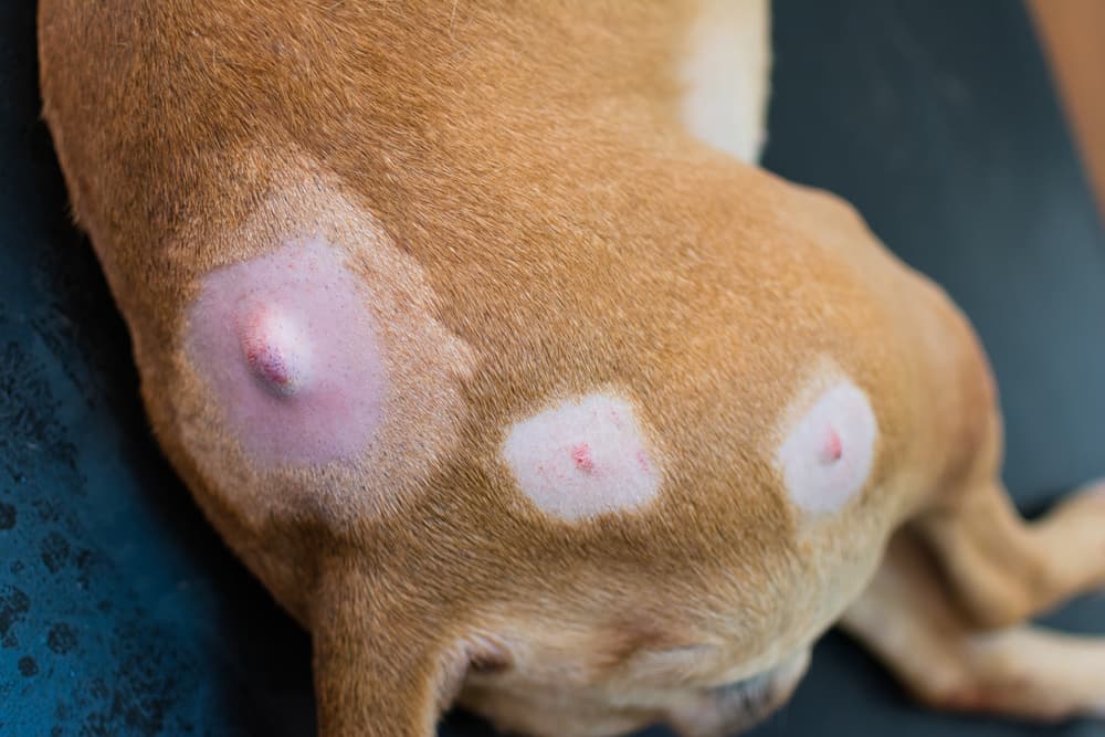 Sebaceous cysts on a dog's back