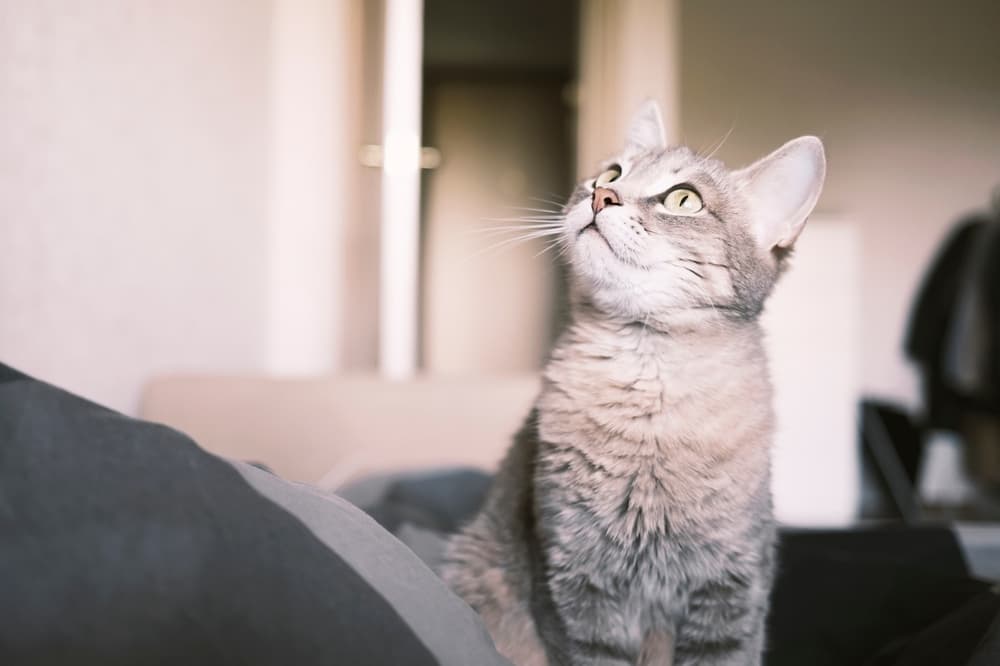 Unique gray cat looking off into the distance