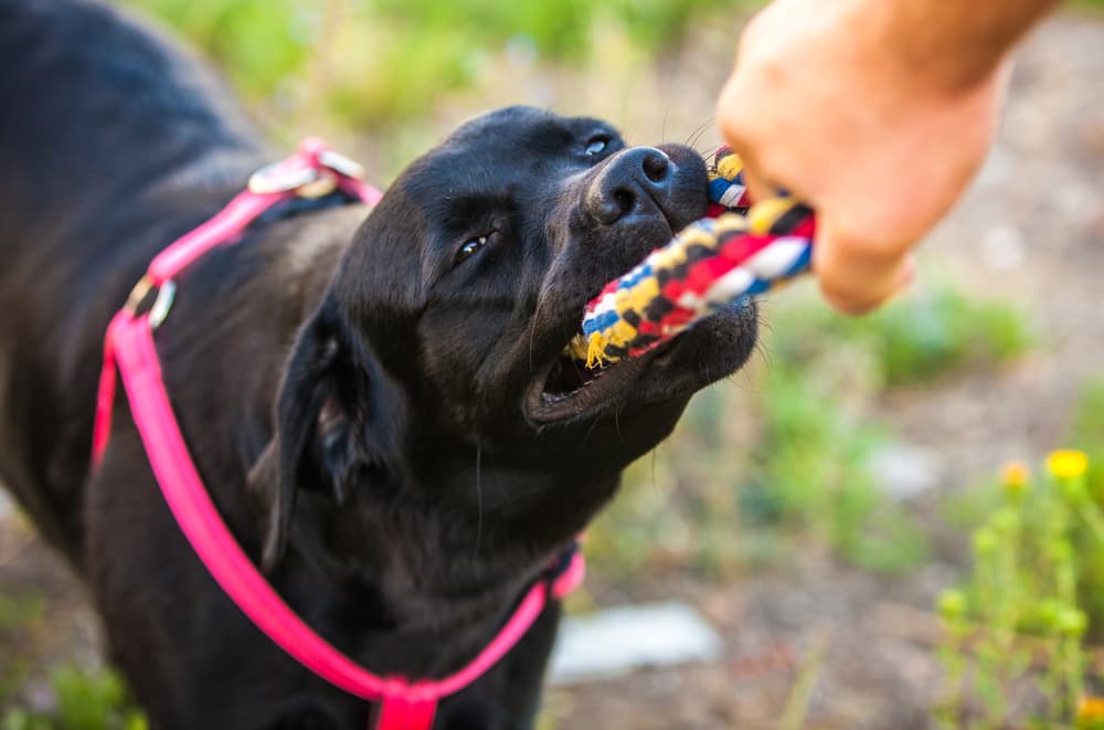 Dog playing with toy