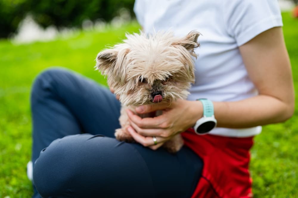 10 Easy Ways to Be a Better Dog Parent 10 Easy Ways to Be a Better Dog Parent
