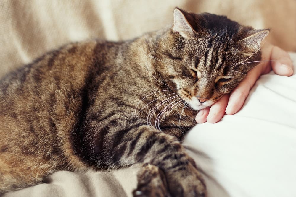 Pain Management for Cats: A Holistic Care Guide Pain Management for Cats: A Holistic Care Guide