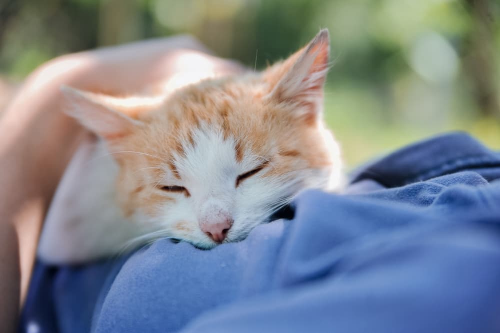 Cat asleep on owner
