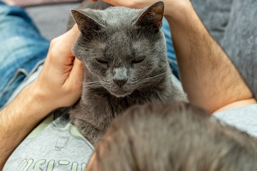 Cat looking up laying on owner's chest